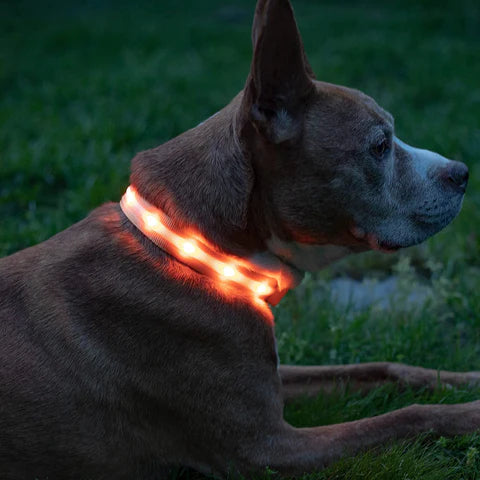 PawGlow - Lysende Hundehalsbånd med LED 🐾